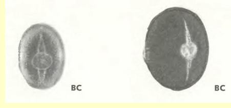 Донник лекарственный (Melilotis officinalis L.)-пыльцевые зерна Донник лекарственный (Melilotis officinalis L.)-пыльцевые зерна